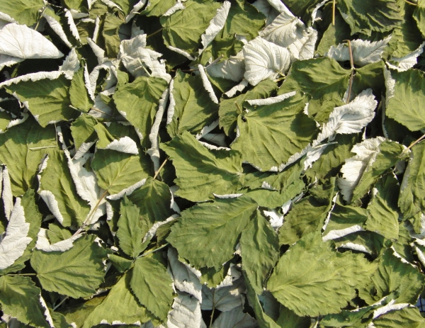 Като лечебна суровина, къпина се използва за приготвяне на инфузии, отвари, сокове, лосиони, изплаквания