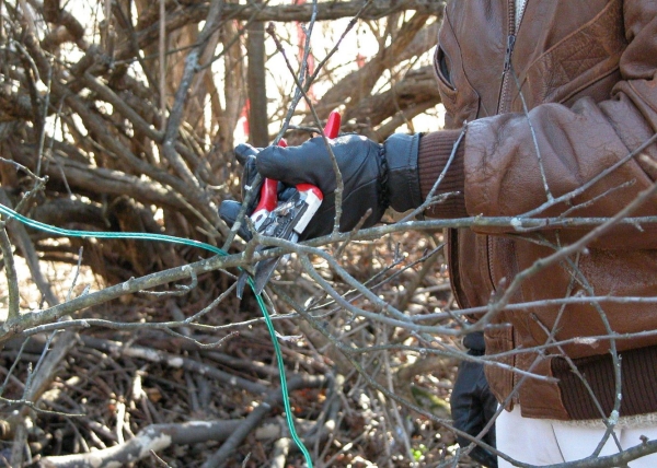 La taille formative est effectuée au printemps au cours des 6 premières années après la plantation des cerises