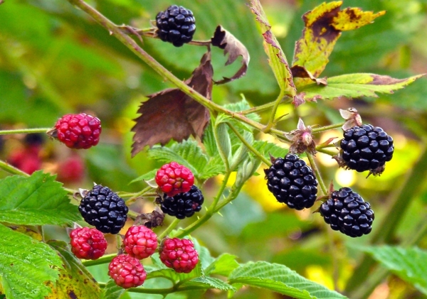 Боровинките са богати на фибри, танини и антоцианини, фитоестрогени и витамин С.