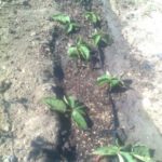 Възпроизвеждане на Blackberry чрез засаждане на коренните процеси