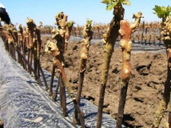 Yoshta репродуктивни резници