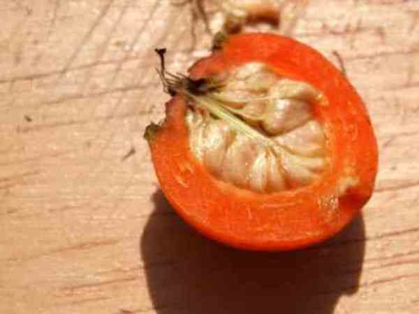 Sementes De Espinheiro