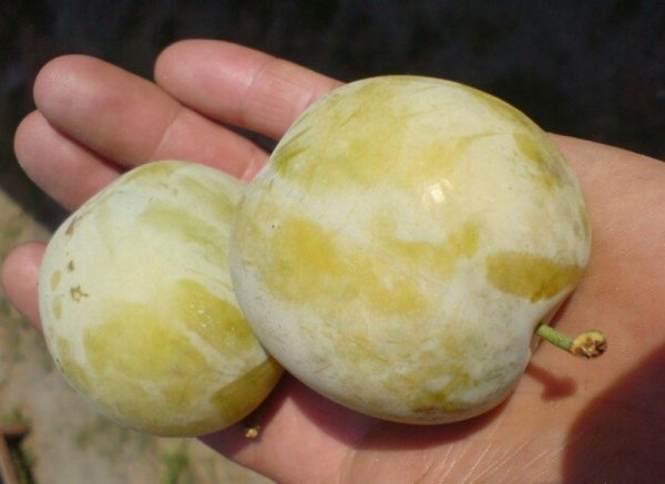 Prune Renklod grade précoce