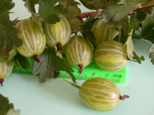 Размерите на цариградско грозде