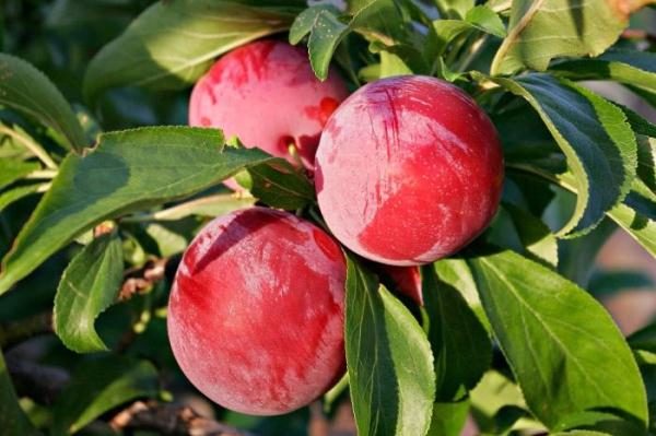 Prune Renklod Altana