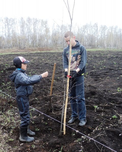 Eberesche ist am besten im Herbst zu pflanzen