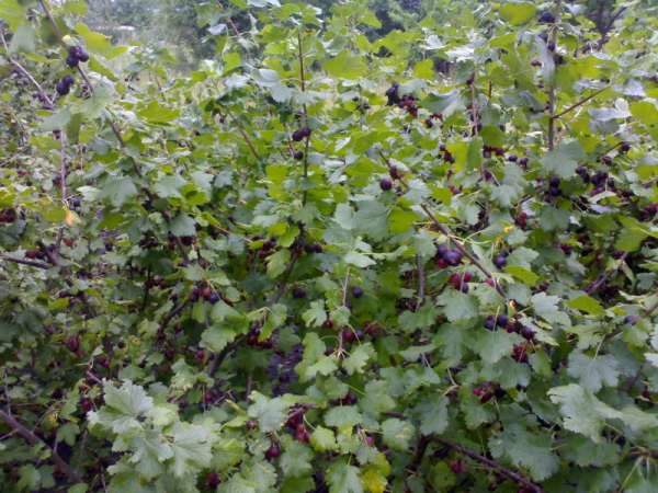 Йошка сорт Крона