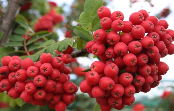 Alaya large varieties rowan can withstand extreme frosts down to -50⁰С