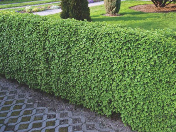 Altın Frenküzümü Hedge