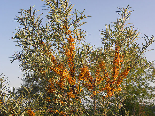 L'argousier Moscou beauté