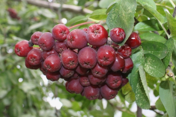 Rowan varieties of liqueur bred Michurin, great for making liqueur-type wines, preserves