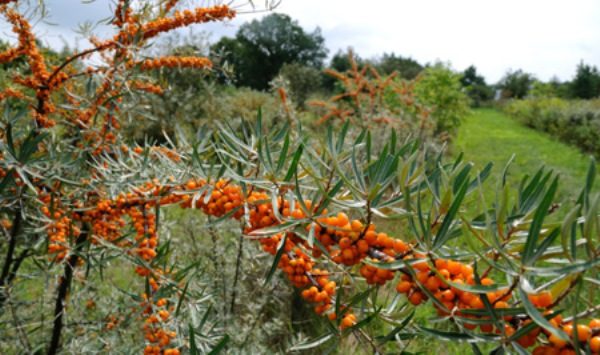 Trofimovskaya de qualité argousier
