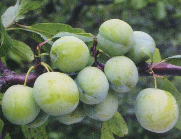 Kolkhoz de qualité prune Renklod