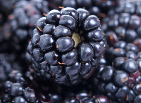 Състав, полезни свойства и противопоказания на къпина, медицински и рецепти за готвене