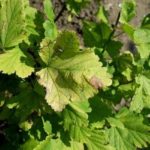 Beyaz frenk üzümü nokta