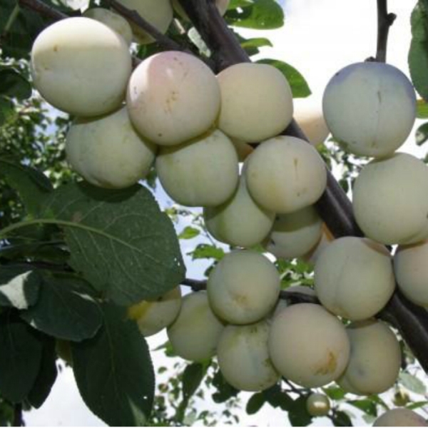 Prune Renklod Blanc