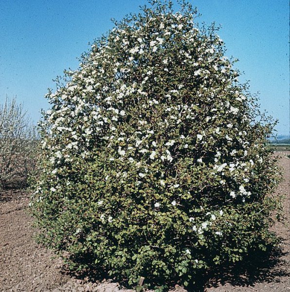 Arnold Hawthorn em flor