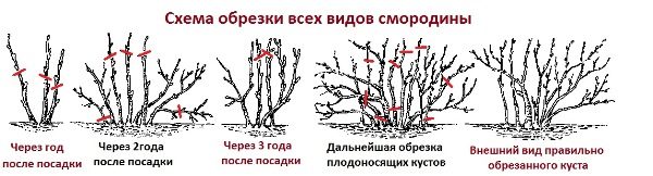 Şeması budama altın kuş üzümü