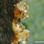 Traitement de la caméra à la prune