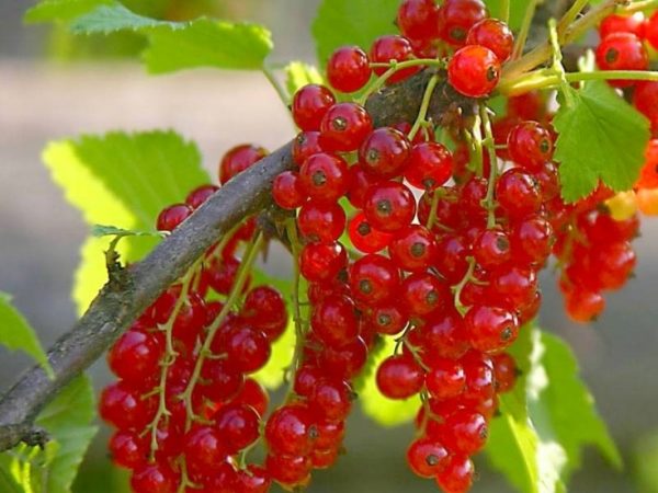 Kırmızı kuş üzümü alfa sınıfı