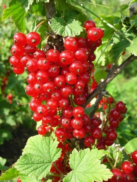 Frenk üzümü Tehlike çeşidi