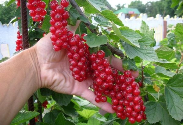 Frenk üzümü Hollandalı kırmızı