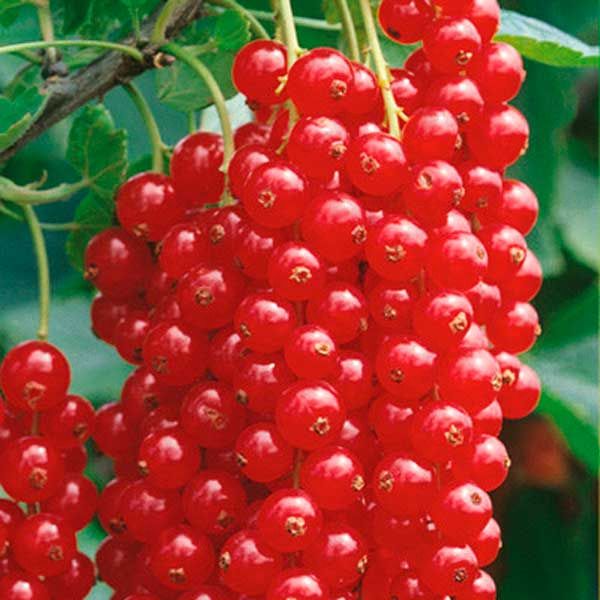 Kırmızı kuş üzümü Yonker van Tets sınıfı