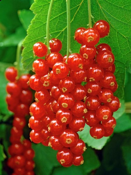 Kırmızı kuş üzümü Rozet çeşitliliği