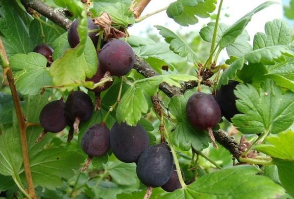 Γεύση ποικιλίας προγεύματος