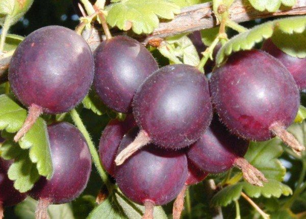 Γάλλος καπετάνιος βαθιάς φραγκοστάφυλου