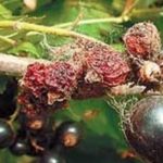 Bektaşi üzümü ateş iğnesi