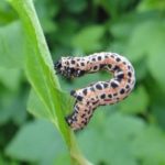 Bektaşi üzümü güvesi