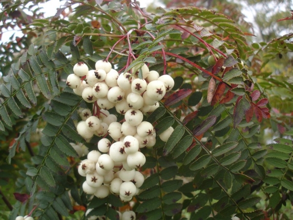 Decorative white-fruited mountain ash varieties of Kena or White Swan (White Swan) are not suitable for food.