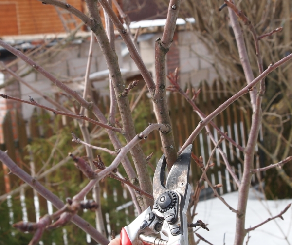 Le printemps effectue la taille sanitaire et formative de la cerise douce