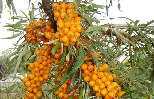 Grade d'amie d'argousier