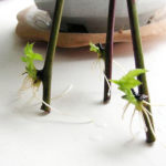 Blackberry възпроизвеждане чрез рязане