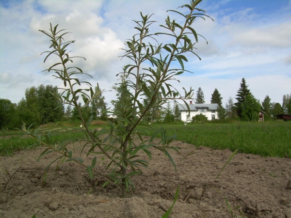 Achetez des semis d'argousier avec une grosseur terrestre pendant que vous plantez, essayez de ne pas endommager le système racinaire de la plante.
