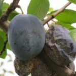 Prune atteinte de moniliasis