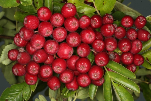 Ruby variety ashberry is good for processing into juices, jellies, wines, liqueurs, jelly