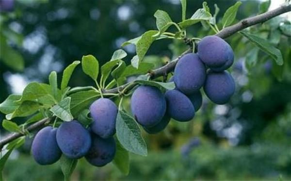 Prune Renklod Tenkovsky