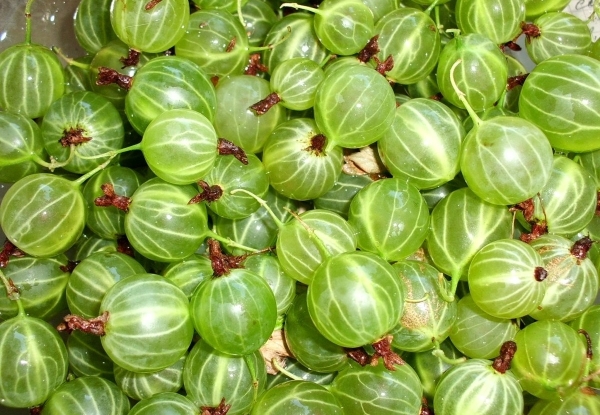 Царевицата е полезна за деца, мъже в зряла възраст и бременни жени, използвани в козметиката.