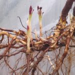 Blackberry размножаване разделение на майката храст