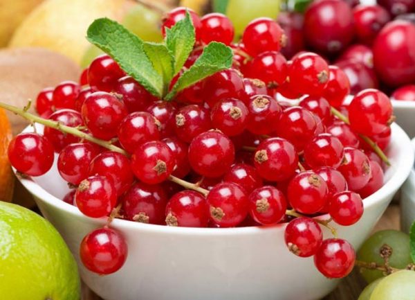 Събиране на прясно касис захар