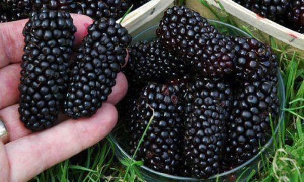 Сорт Blackberry Giant
