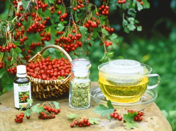 Alıç çiçek tentürü kardiyovasküler hastalıklar ve sinir sistemi hastalıkları tedavisinde kullanılır