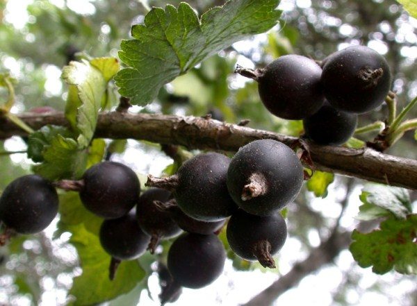 Сорт Yoshta Moro