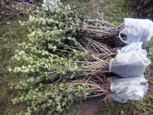 Годишни разсад от цариградско грозде