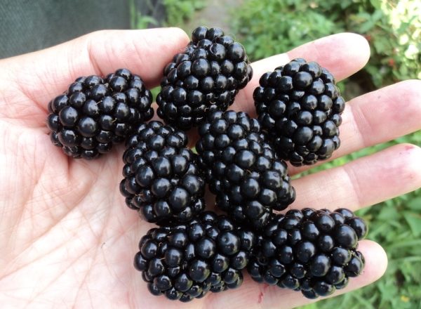 Полезни свойства на къпина и нейния състав, възможни увреждания и противопоказания за употреба