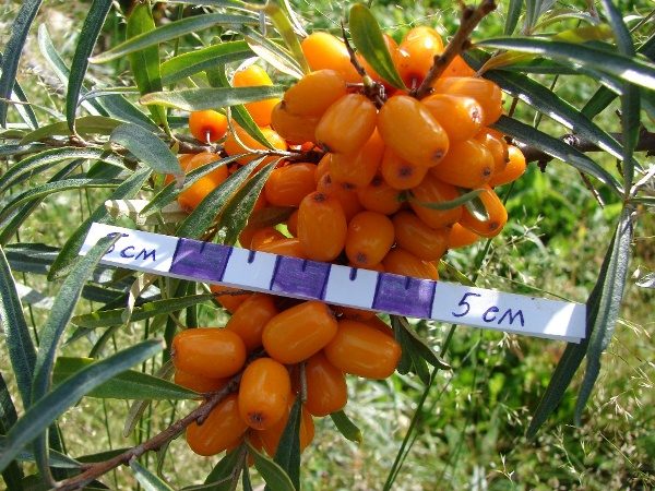 Essel qualité argousier