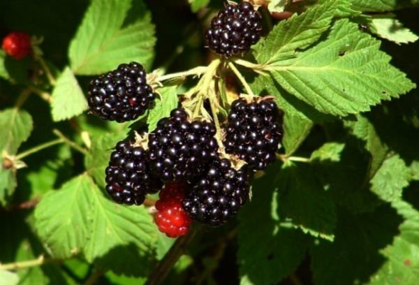 Blackberry е много полезно прясно